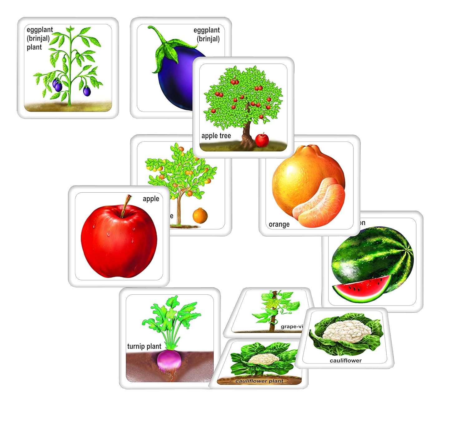 Creative's Fruits Vegetables & Their Plants, Learning & Educational