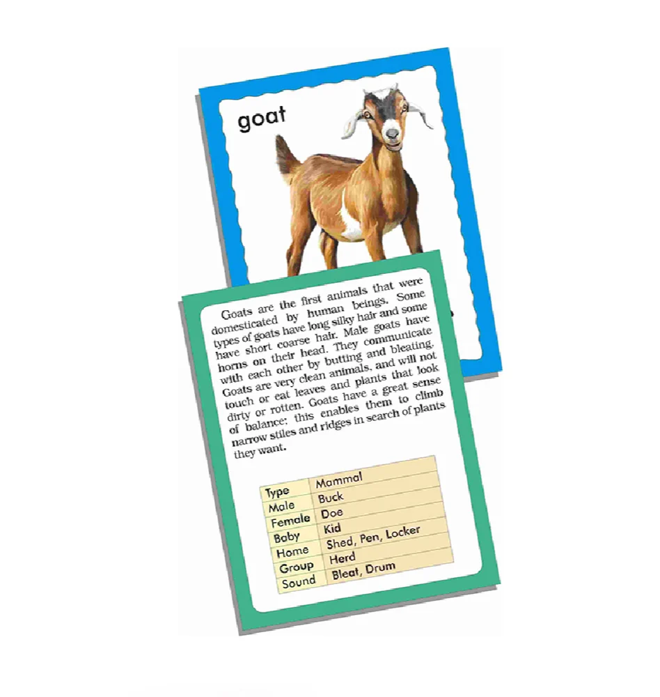 Creative's Discover Animals- Jumbo Flash cards